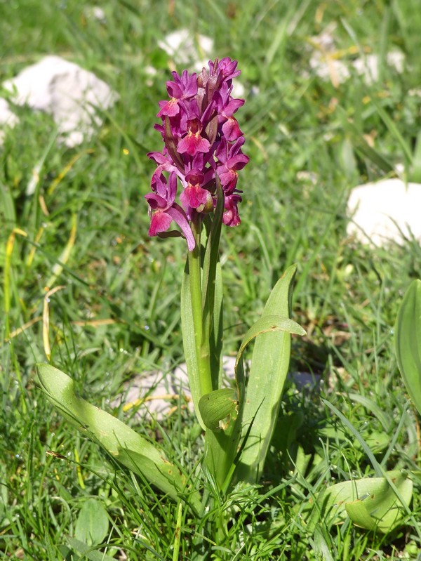 er Terminillo: la Nigritella widderi e altre orchidee sulla montagna di Roma.